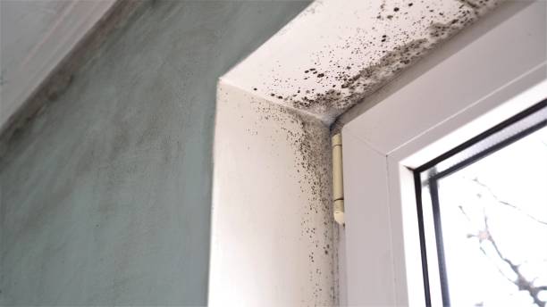 Best Mold Remediation  in Island City, OR