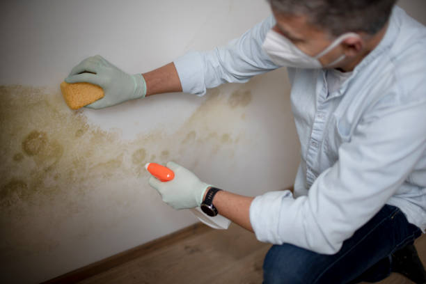 Best Crawl Space Mold Removal  in Island City, OR