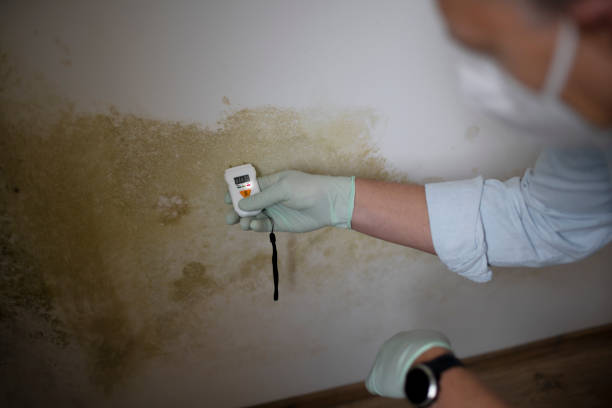 Reliable Island City, OR Mold Removal Solutions
