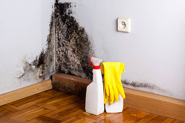 Best Certified Mold Removal  in Island City, OR
