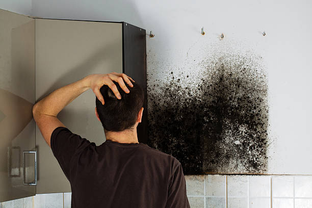 Best Local Mold Removal Service  in Island City, OR