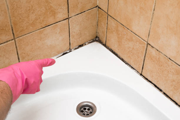 Best Mold Damage Repair  in Island City, OR